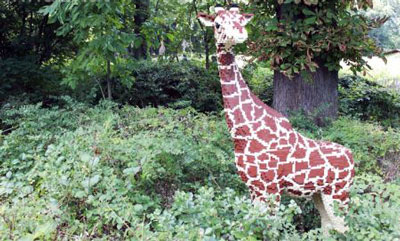位于美国纽约的布朗克斯动物园(Bronx Zoo 世界十大动物园之一)，长颈鹿