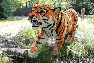 位于美国纽约的布朗克斯动物园(Bronx Zoo 世界十大动物园之一)，老虎