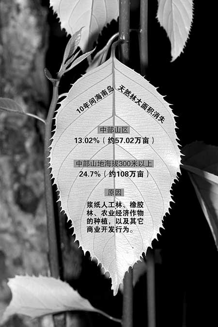 印尼APP被曝在海南违法大量种植浆纸人工林